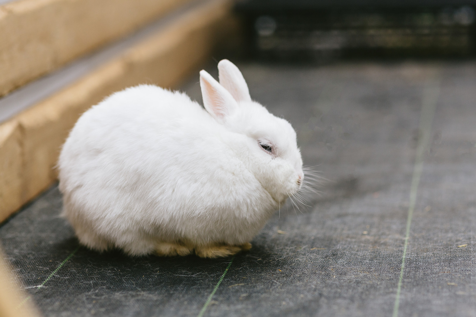 うさぎの飼い方・飼育法｜初心者が知っておくべきこと