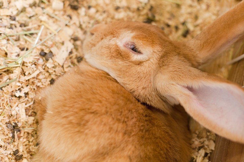 うさぎがなりやすい病気のサインを見逃すな｜13の症状と対処法