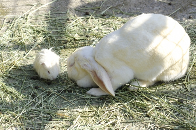 【タイプ別】うさぎが食べやすい、散らかさない牧草入れは