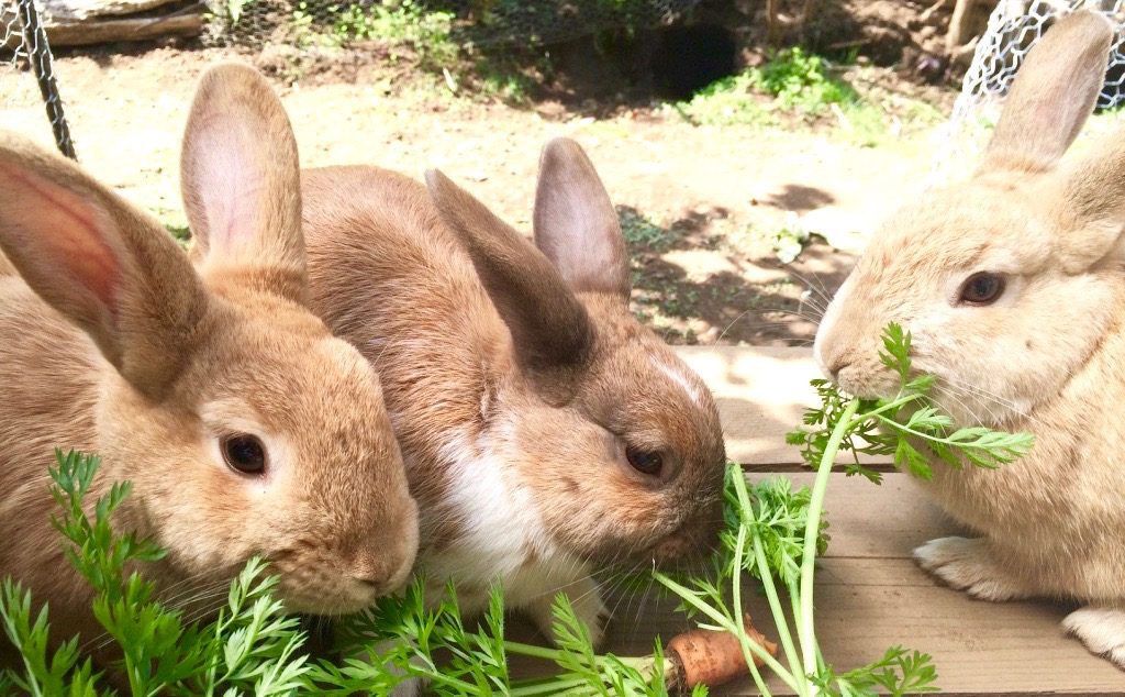 うさぎの生殖器に水ぶくれ、顔にかさぶたは梅毒【トレポネーマ】