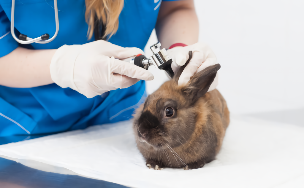 うさぎは普通の動物病院で診れない？！病院の選びの注意点5つ