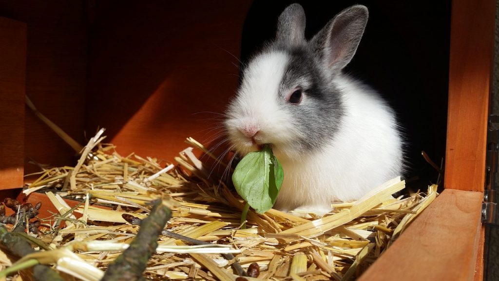 餌を食べるうさぎ