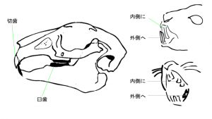 うさぎの歯