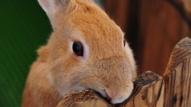 サークルから出ようとするうさぎ