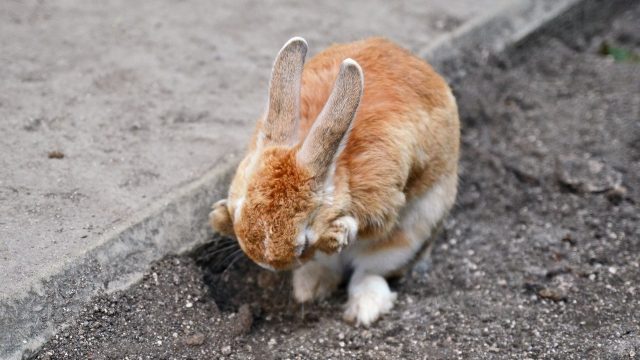 頭を悩ませるうさぎ