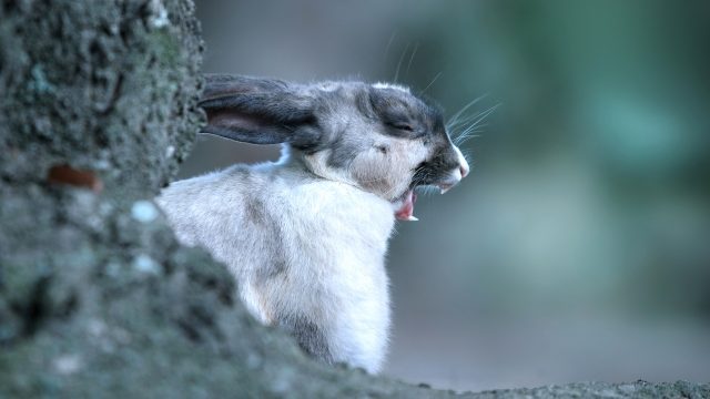 あくびをするうさぎ