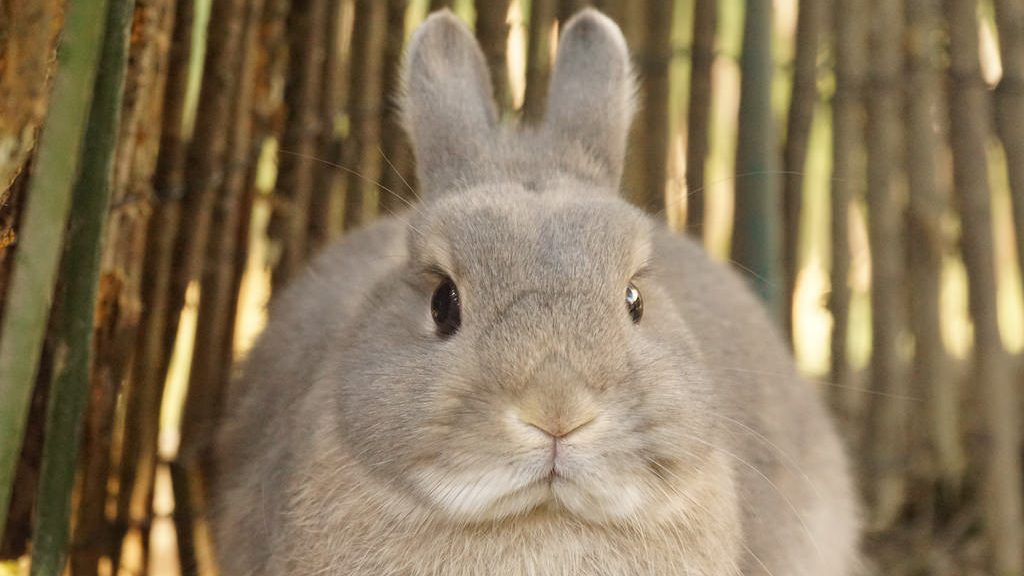 真顔のうさぎ