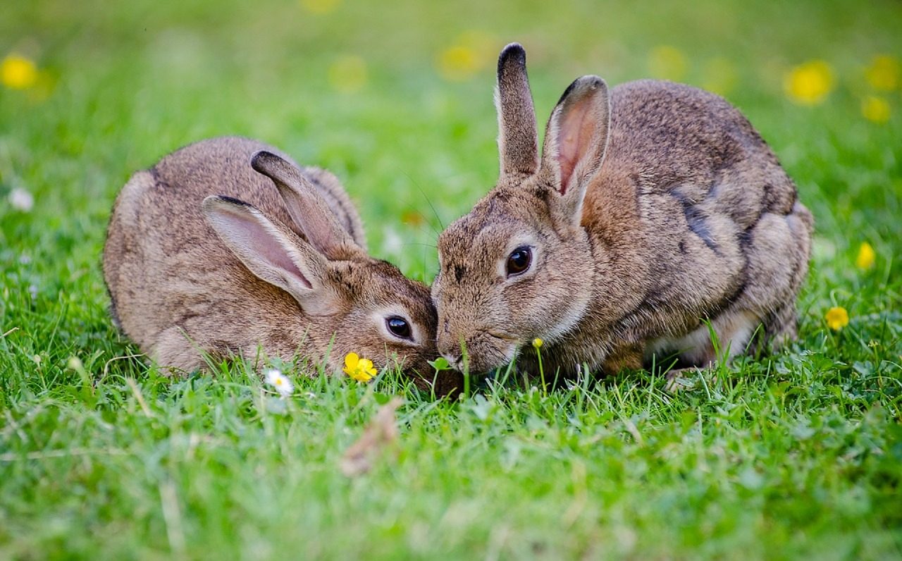 うさぎの性別の見分け方とオス・メスそれぞれの飼い方や注意点