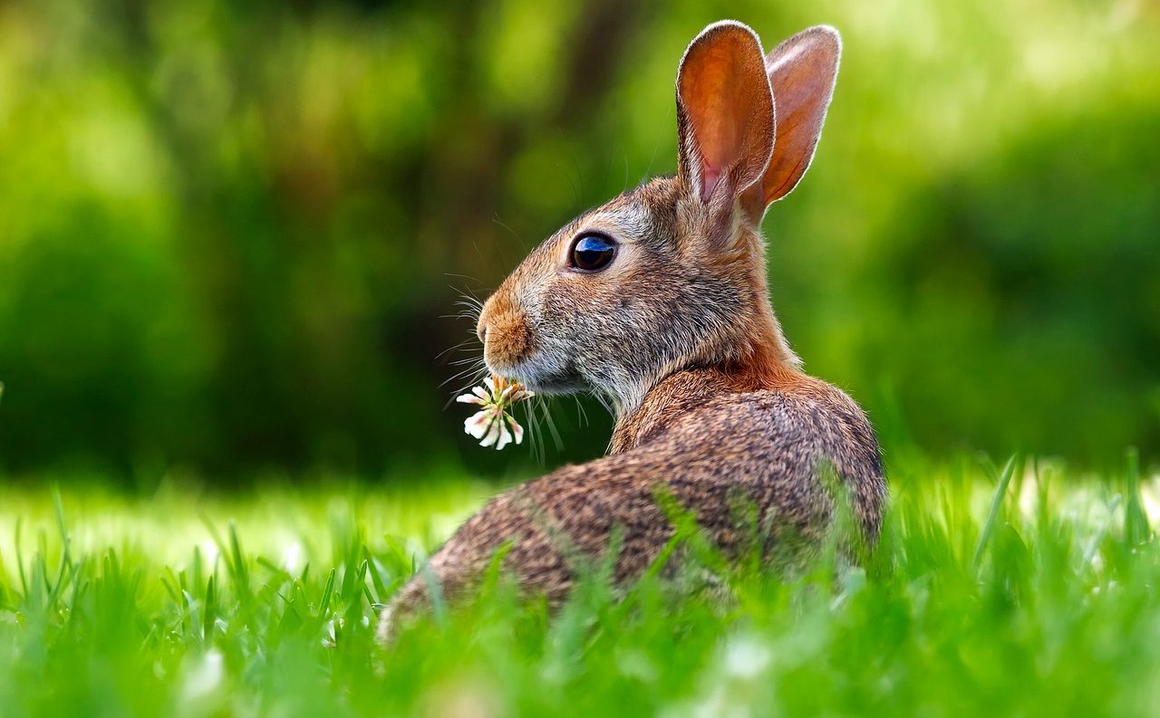 うさぎが食べられる野草、ダメな雑草|勝手に食べてしまったら