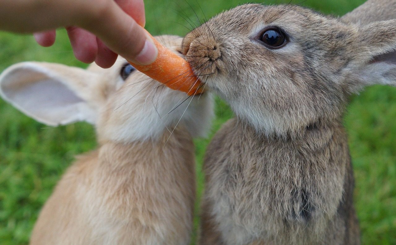 うさぎにおすすめの野菜は？いつからどれくらい与えて良いの？