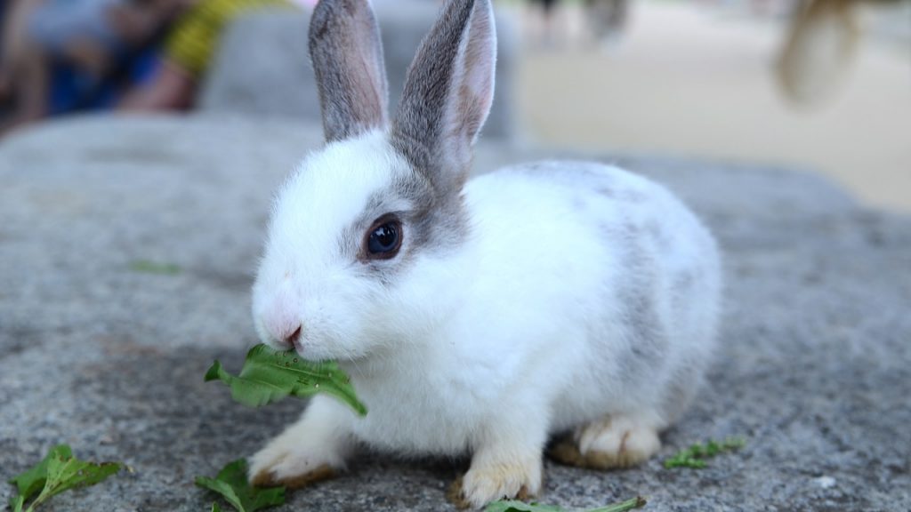 一生懸命食べる仔うさぎ