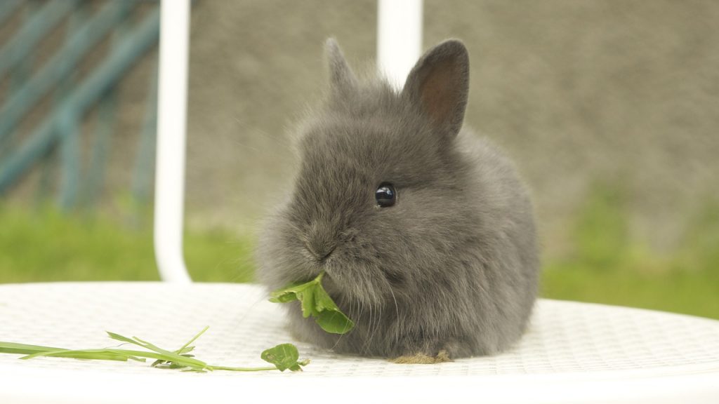 餌を食べるライオンラビット