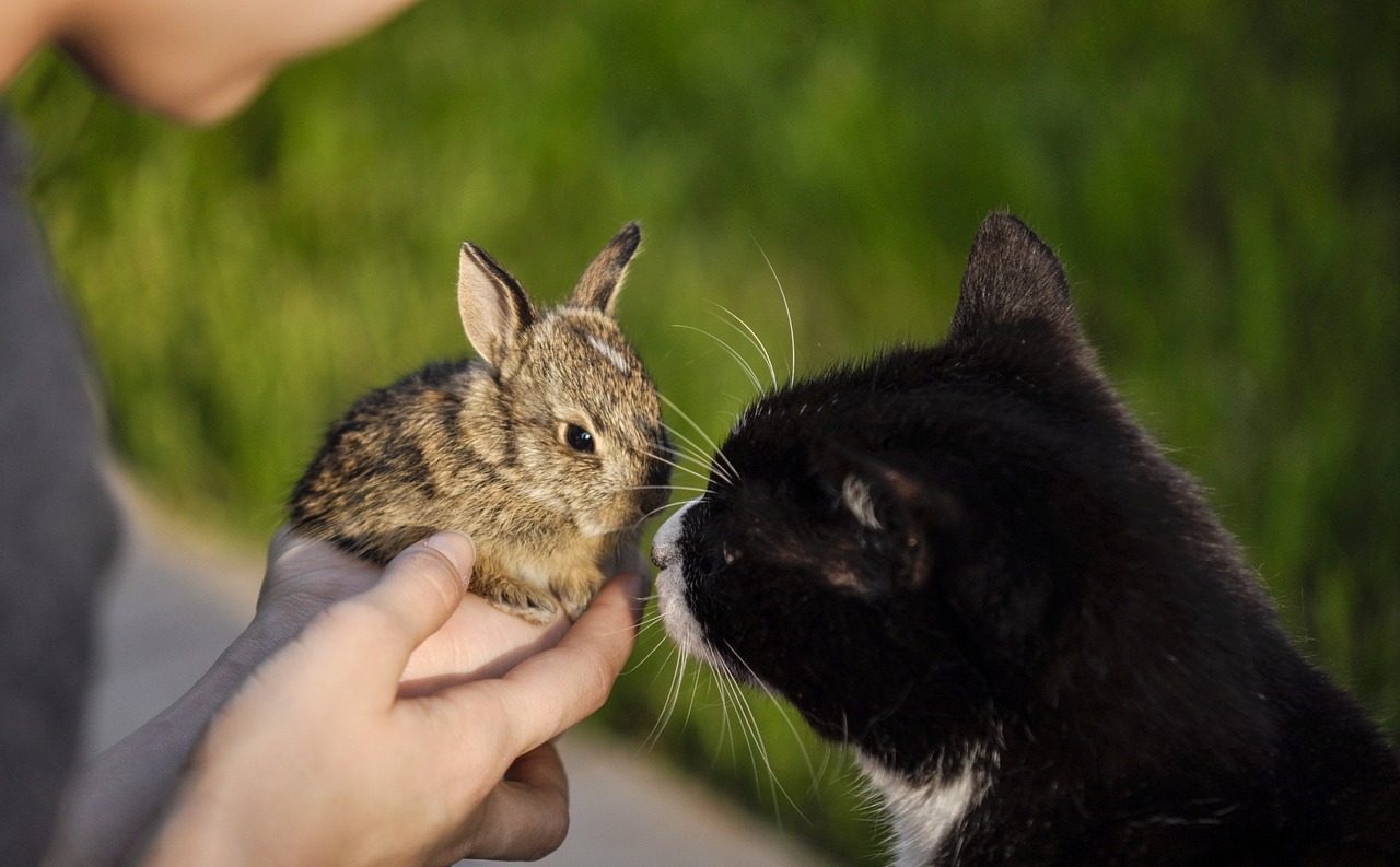 うさぎと犬・猫・他のペットは同居できるの？相性や同居方法