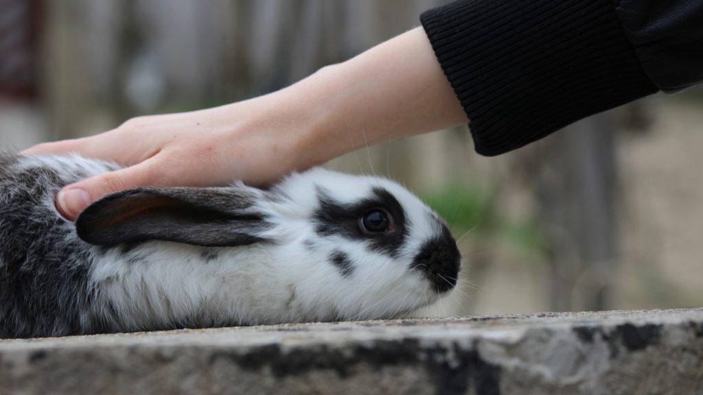 うさぎを乱暴に撫でる手