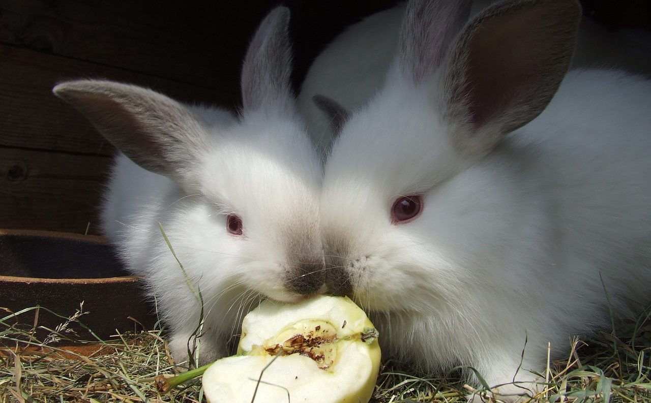 うさぎに与えて良い果物、ダメな果物|適量やタイミング付き