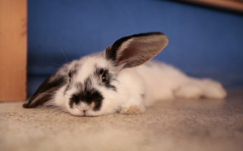 飼う前に知っておきたいうさぎの特徴30個！生態・飼い方・性格など