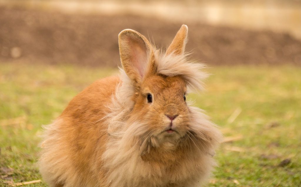 賢そうなうさぎ