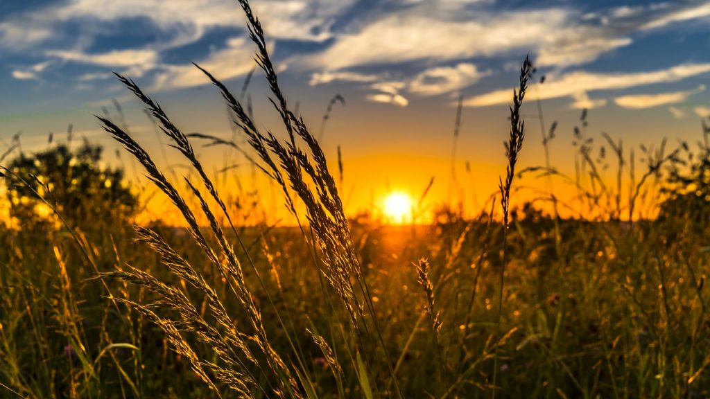 夕方の牧草地たい