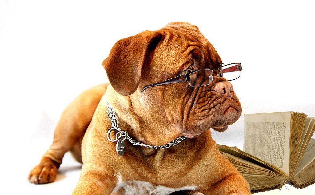勉強する犬