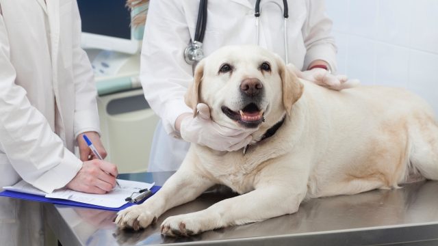 診察を受ける犬