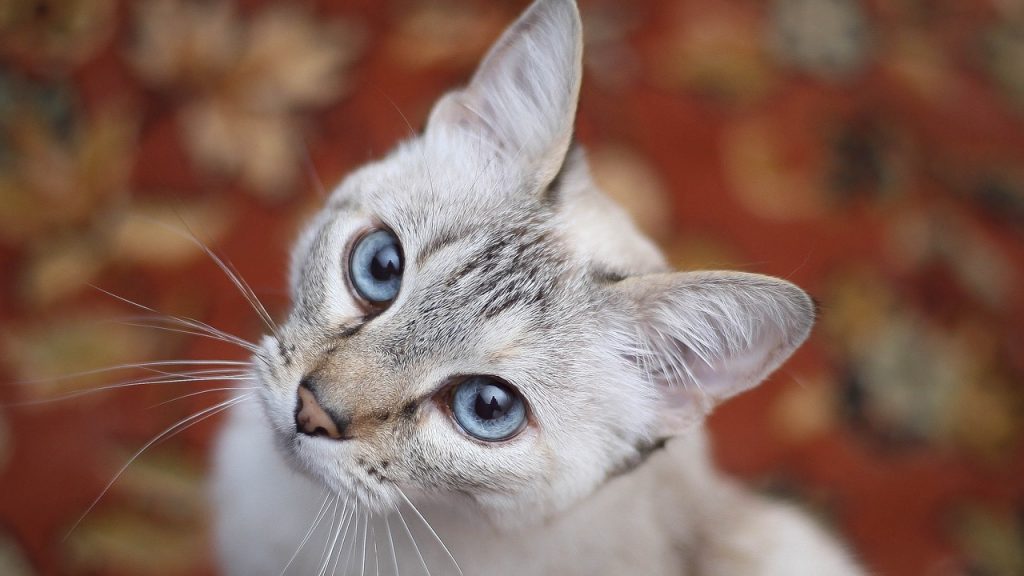 首をかしげる猫