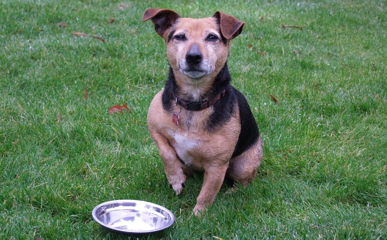 犬のドッグフード丸呑み・早食は危険？餌をゆっくり食べさせるには