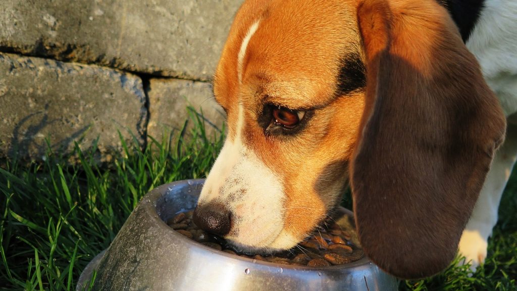 ゆっくり食べる犬