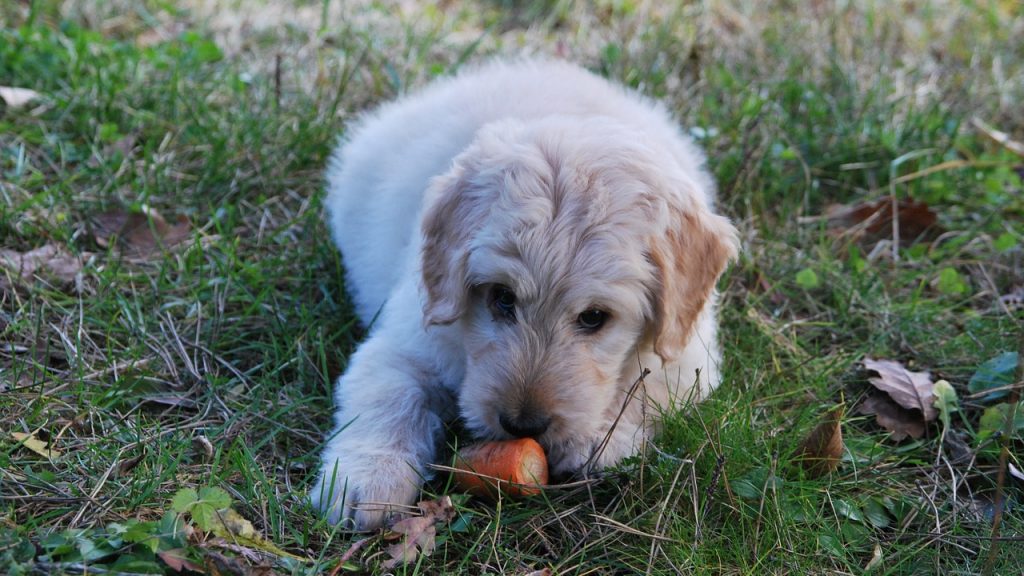 餌を鼻で押す犬