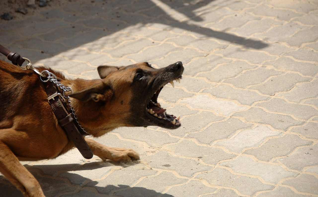 犬がご飯の準備中に吠える原因と対処法5つ【催促に従ってはダメ】