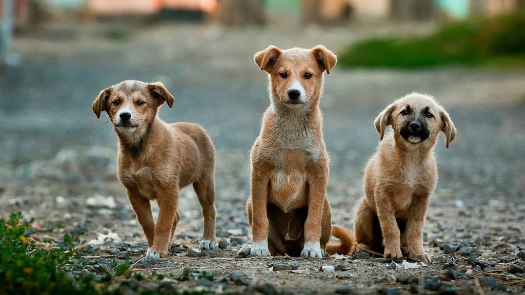 いろんな世代の犬