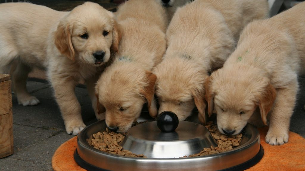 餌に集まる子犬