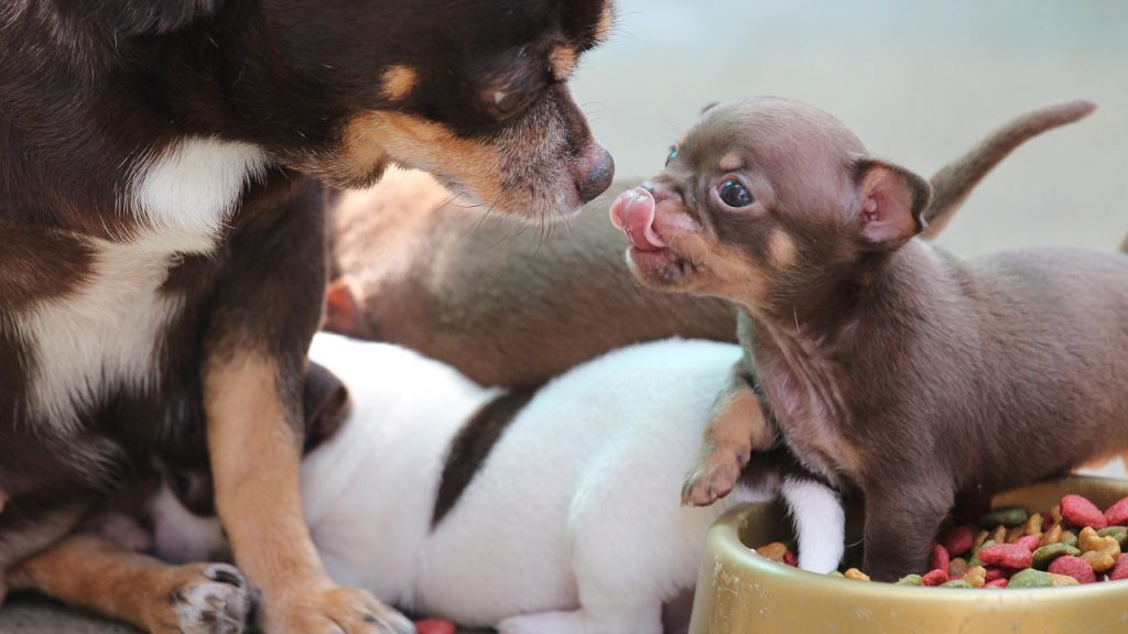 母犬のご飯に興味を持つ子犬