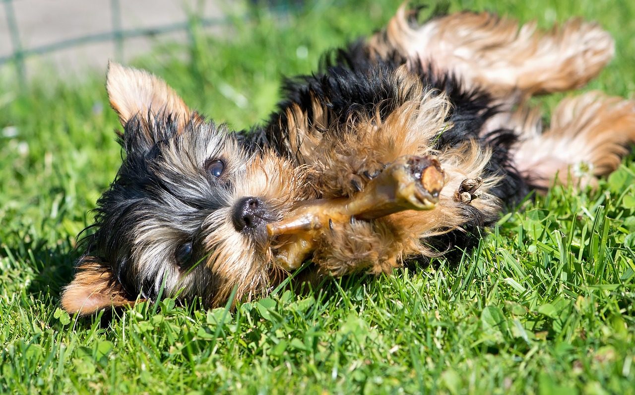 犬のご飯の回数を年齢だけで決めるのは間違い【1日何回？】