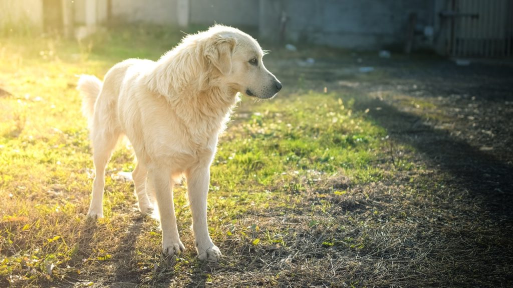 後少しで成犬の犬