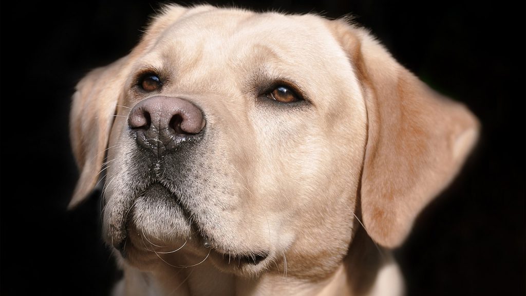 凛々しい顔の成犬