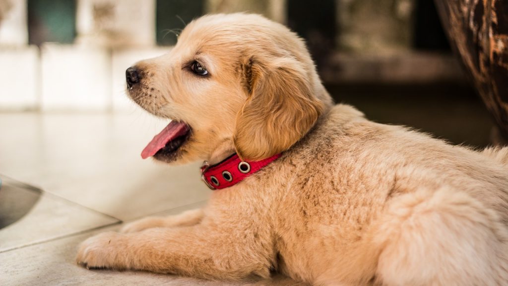 吐きそうな子犬